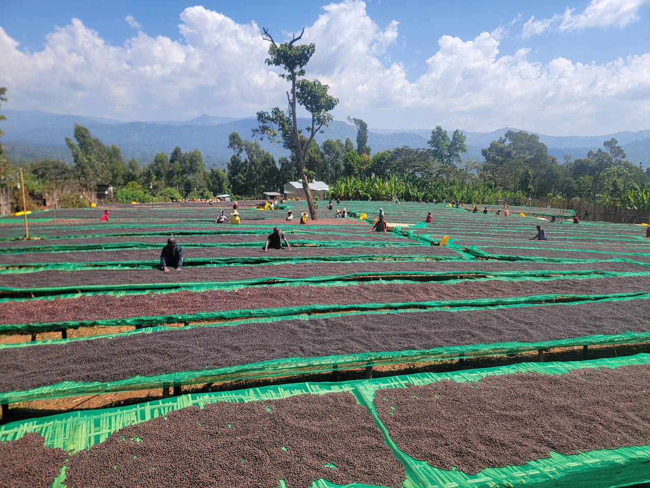 The Journey of Ethiopian Coffee
